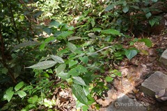 Zehneria maysorensis